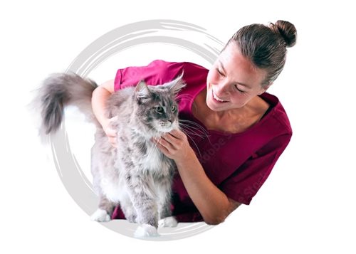 Cat friendly accreditation